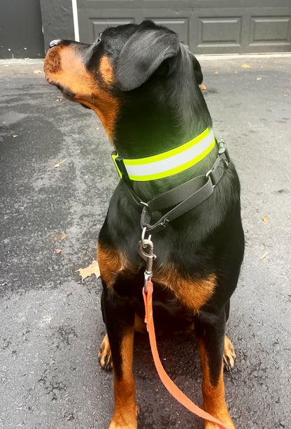 ORBIS® (Rover-Here!) Reflective Neck Bands for Dogs