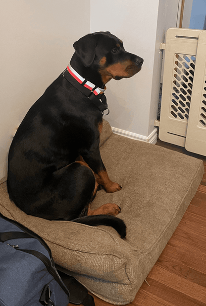 ORBIS® (Rover - Here!) Reflective Neck Bands for Dogs - ORBIS® Safety