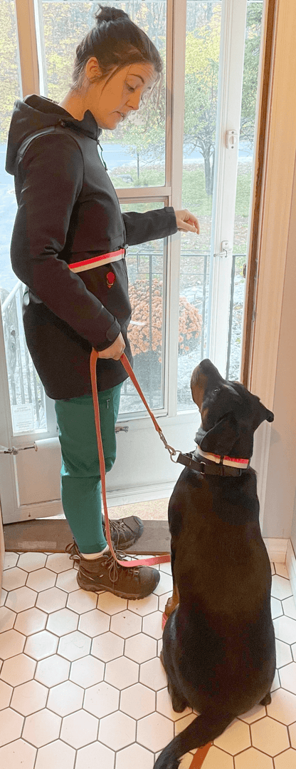 ORBIS® (Rover - Here!) Reflective Neck Bands for Dogs - ORBIS® Safety