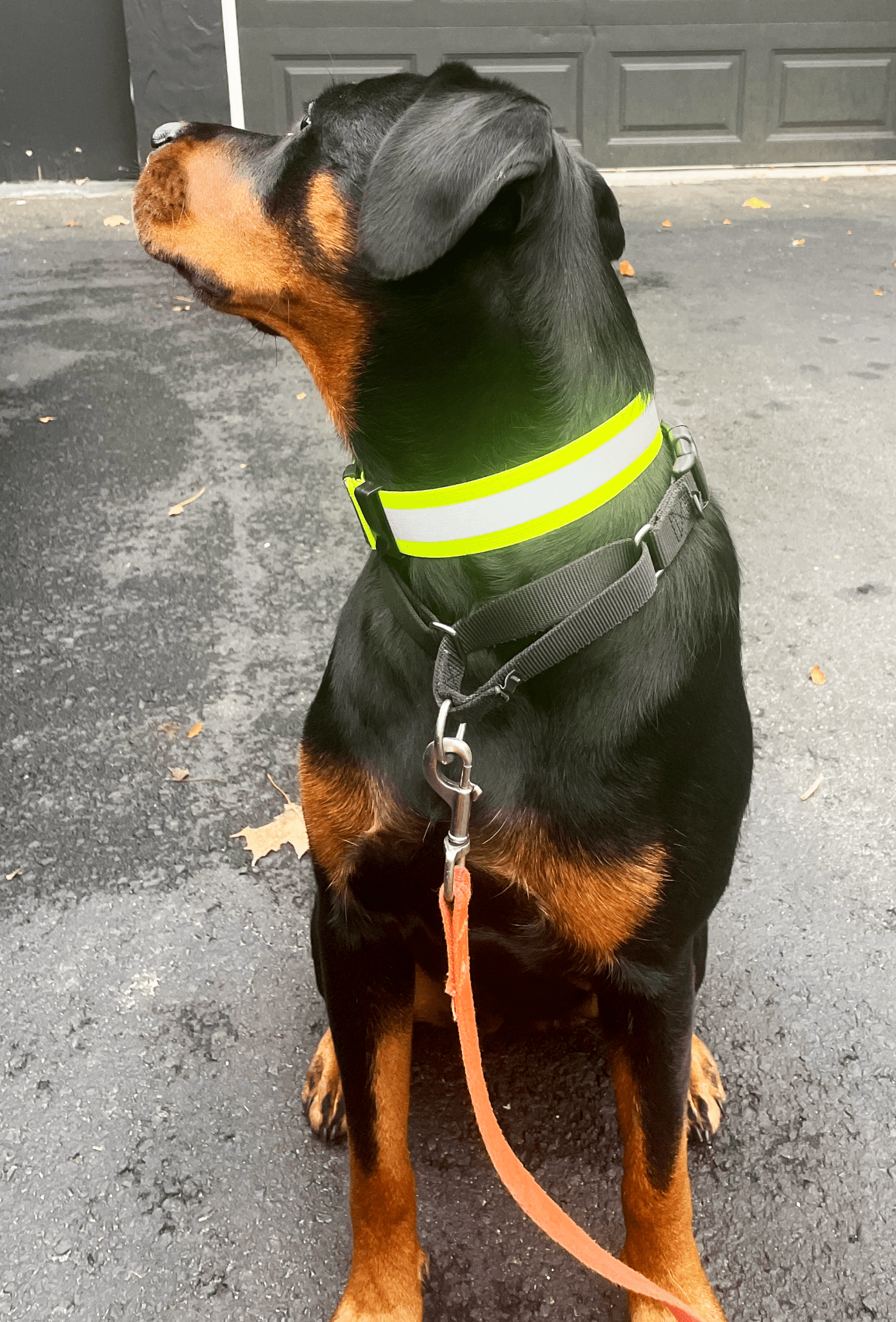 ORBIS® (Rover - Here!) Reflective Neck Bands for Dogs - ORBIS® Safety