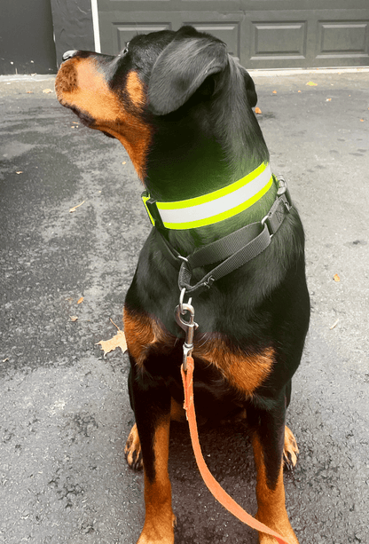 ORBIS® (Rover - Here!) Reflective Neck Bands for Dogs - ORBIS® Safety