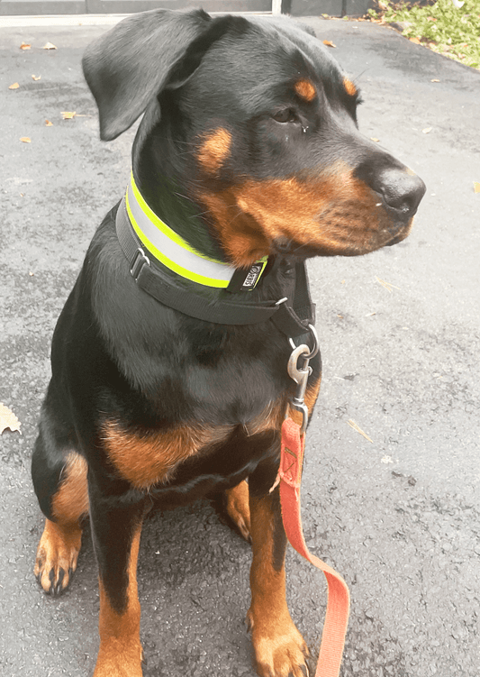 ORBIS® (Rover - Here!) Reflective Neck Bands for Dogs - ORBIS® Safety