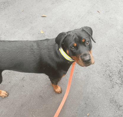 ORBIS® (Rover - Here!) Reflective Neck Bands for Dogs - ORBIS® Safety